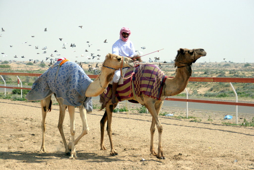 Camels-11-1024x683