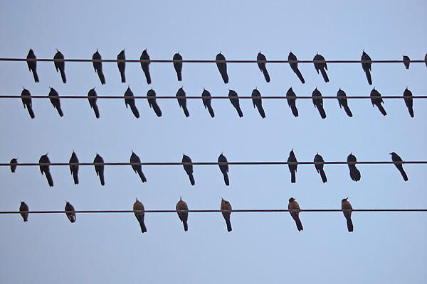 birds-on-power-lines-1a[1]